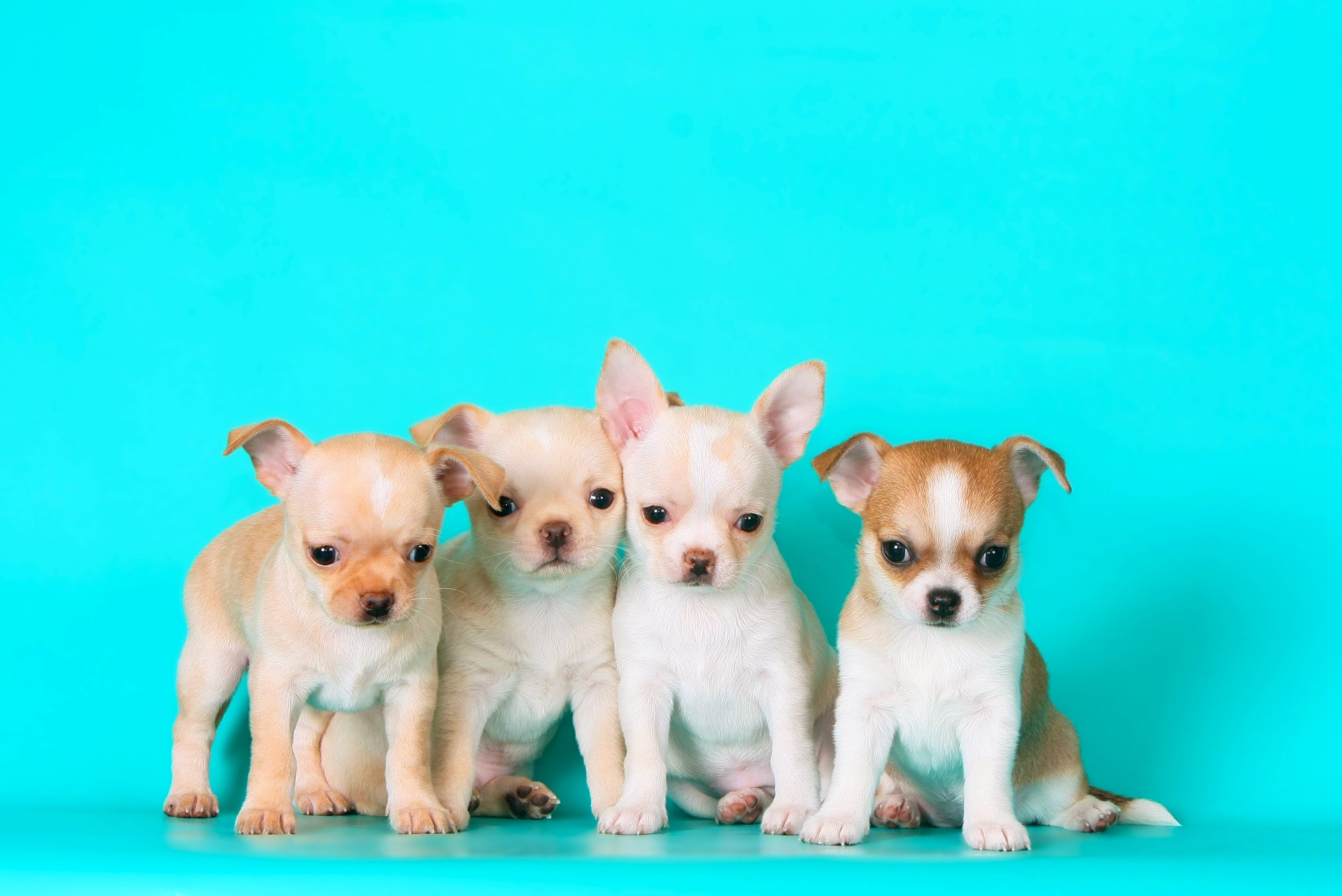 CHIHUAHUA